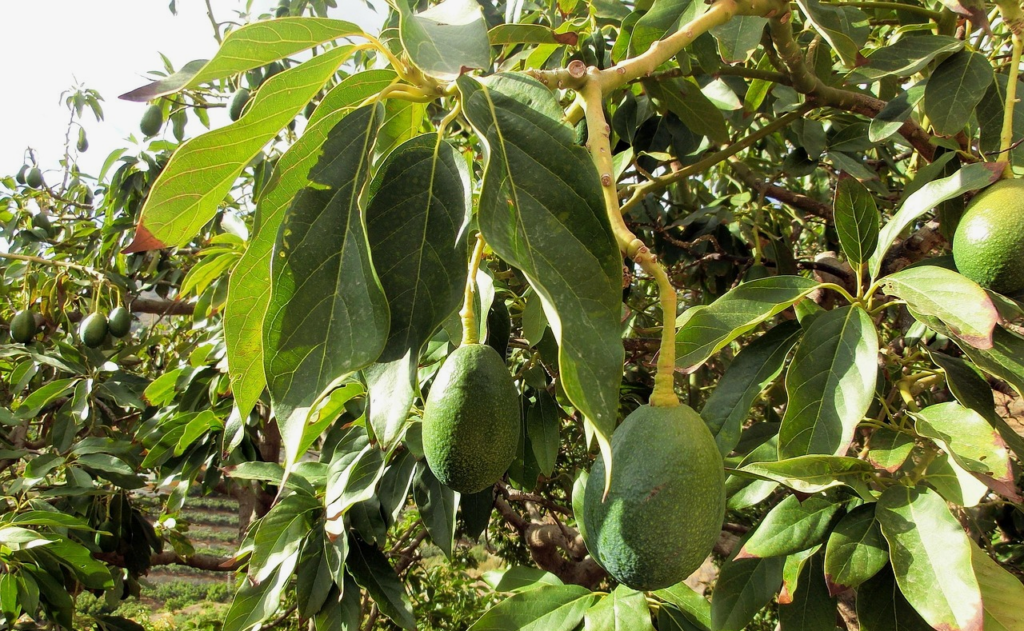 How SNP Fingerprinting can Support True-to-Type Verification in Avocado.